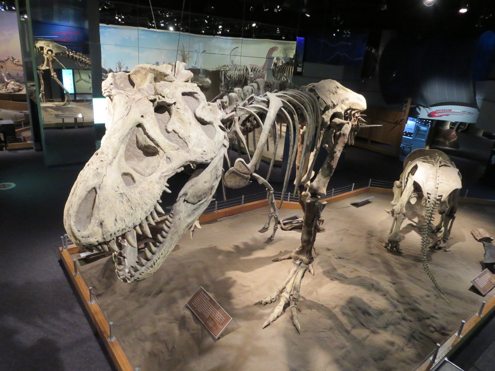 the royal tyrrell museum virtual tour