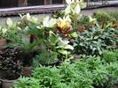 Plants on roof