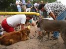 search and rescue dogs join in