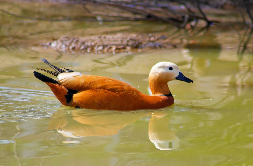duck golden ducks ruddy shelduck bird tadorna ferruginea january